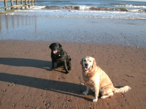 dog walking teignmouth