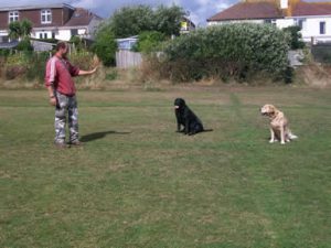 dog training teignmouth