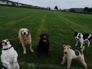 dog walking teignmouth